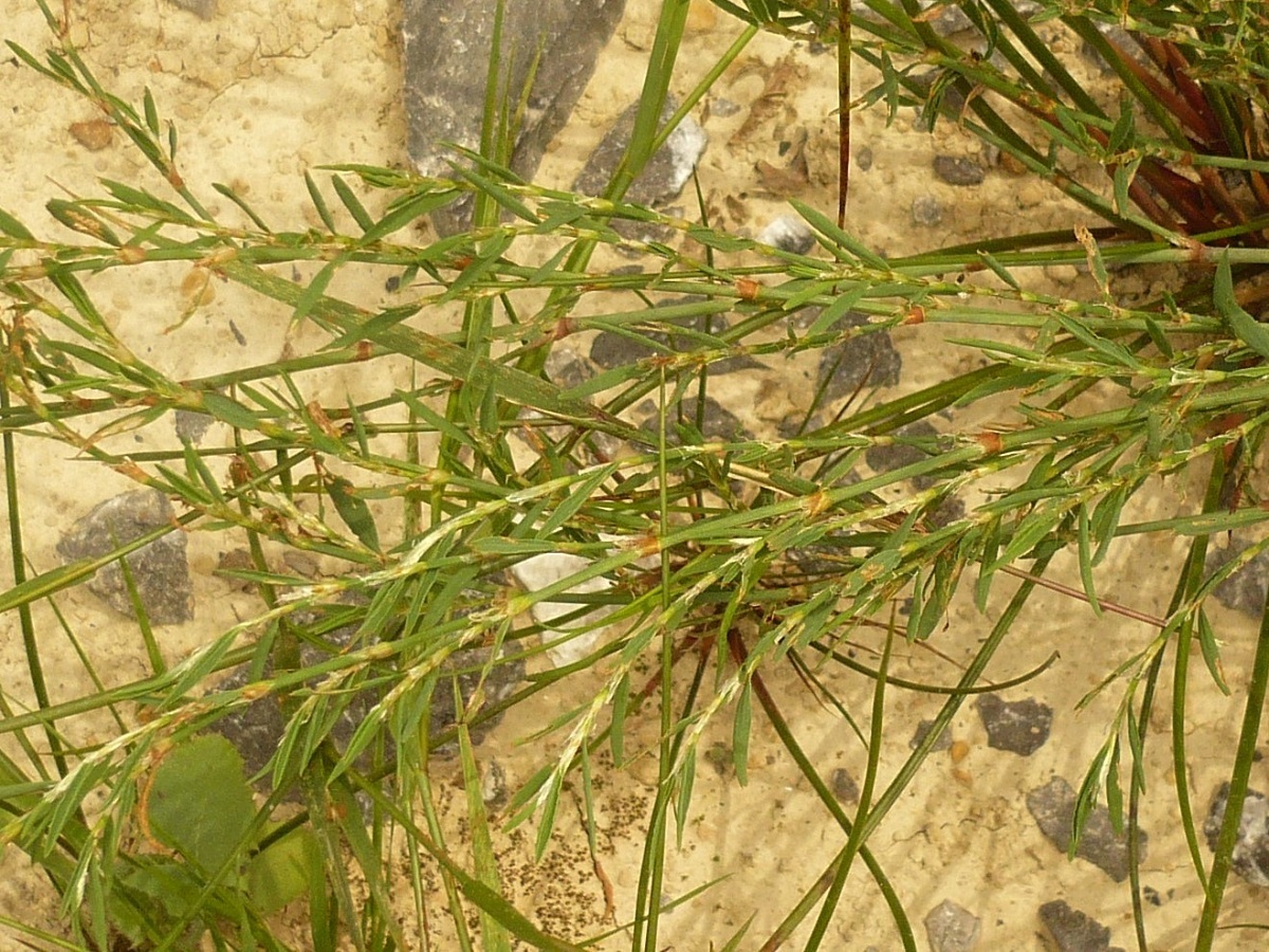 Polygonum aviculare subsp. rurivagum (Polygonaceae)